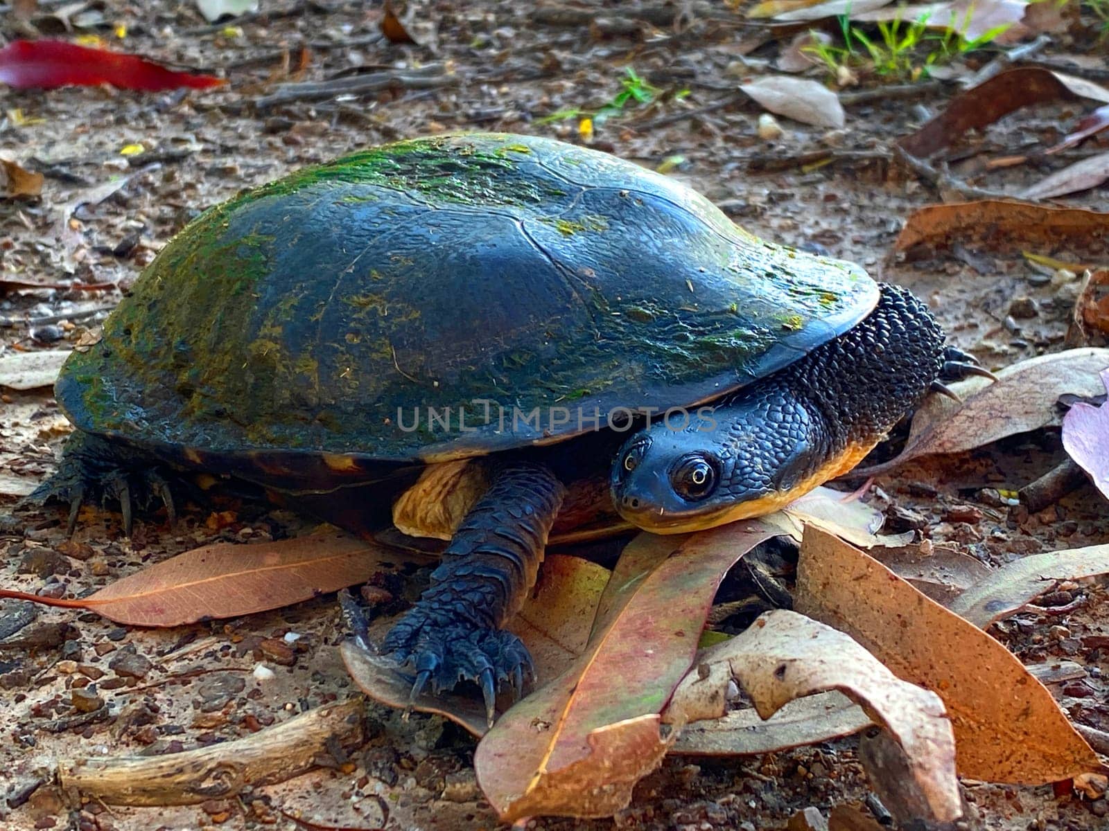 An Eastern Snake-necked Turtle on a dirt road