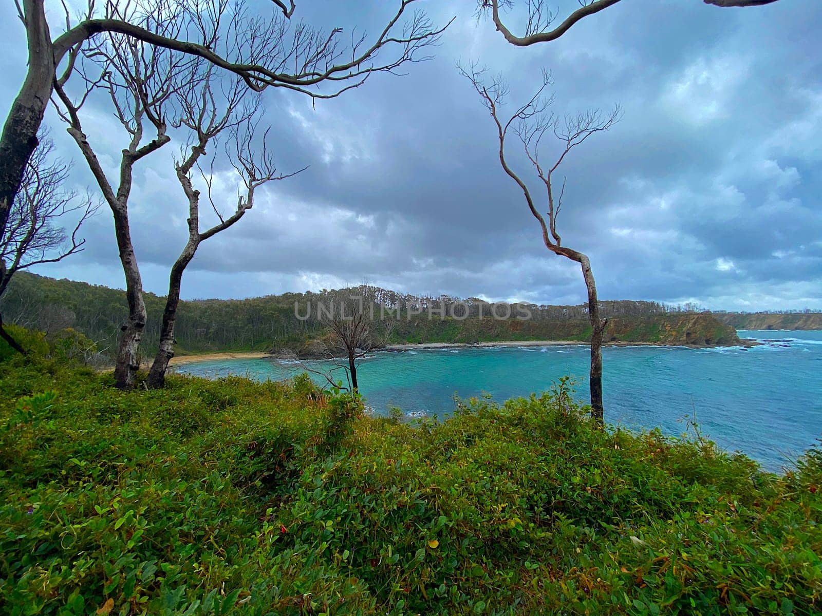 A beach two years after the devistating Australian bushfires. Only the ocean stopped the fire.