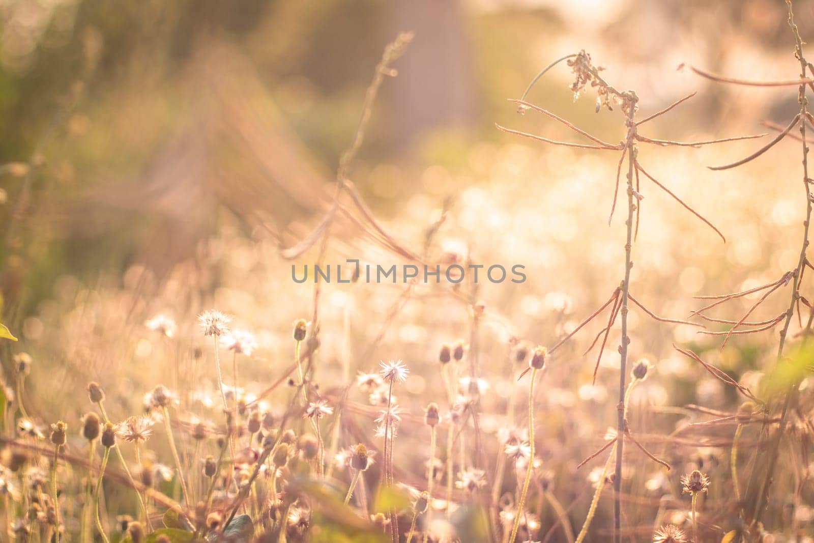Soft focus Romantic nature wild grass flower. Summer meadow wild flower blooming with sunflare