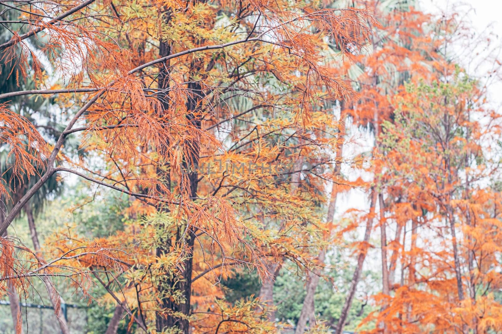 Beautiful autumn gold orange yellow and orange leaves on tree branches. Autumn nature landscape.
