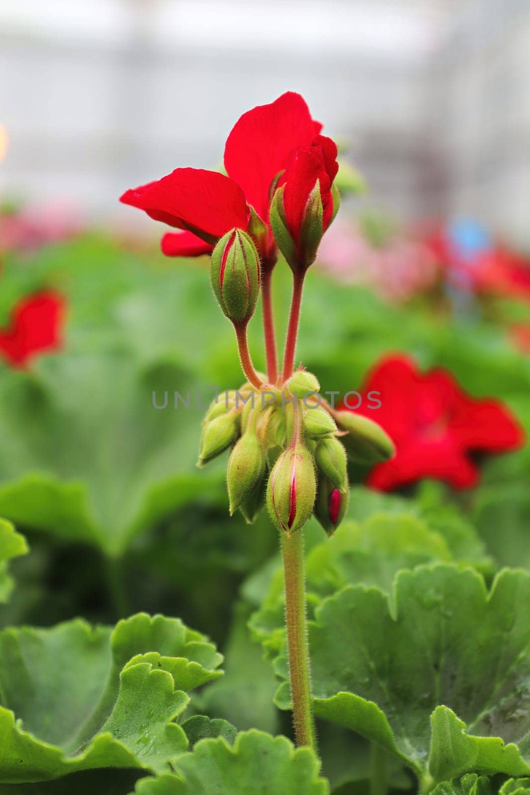The tall red stalk on a geranium plant.
