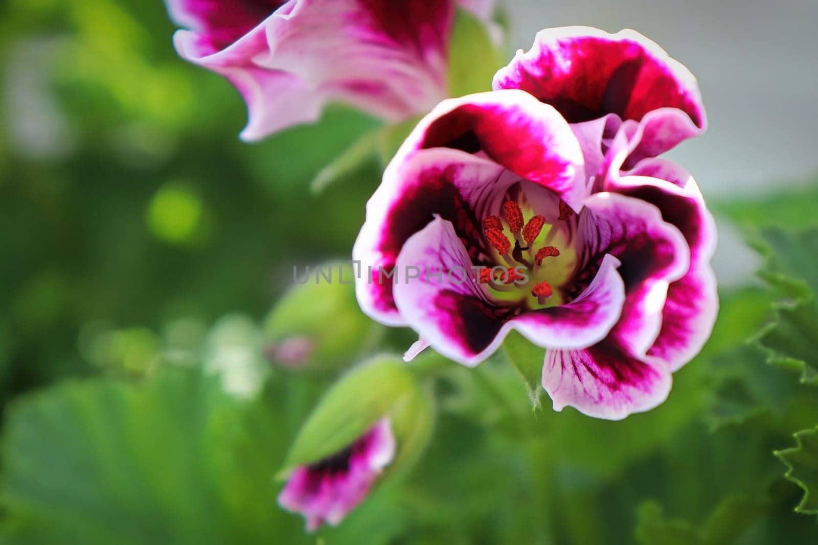 Closeup cluster of pink geranium flowers in bloom.