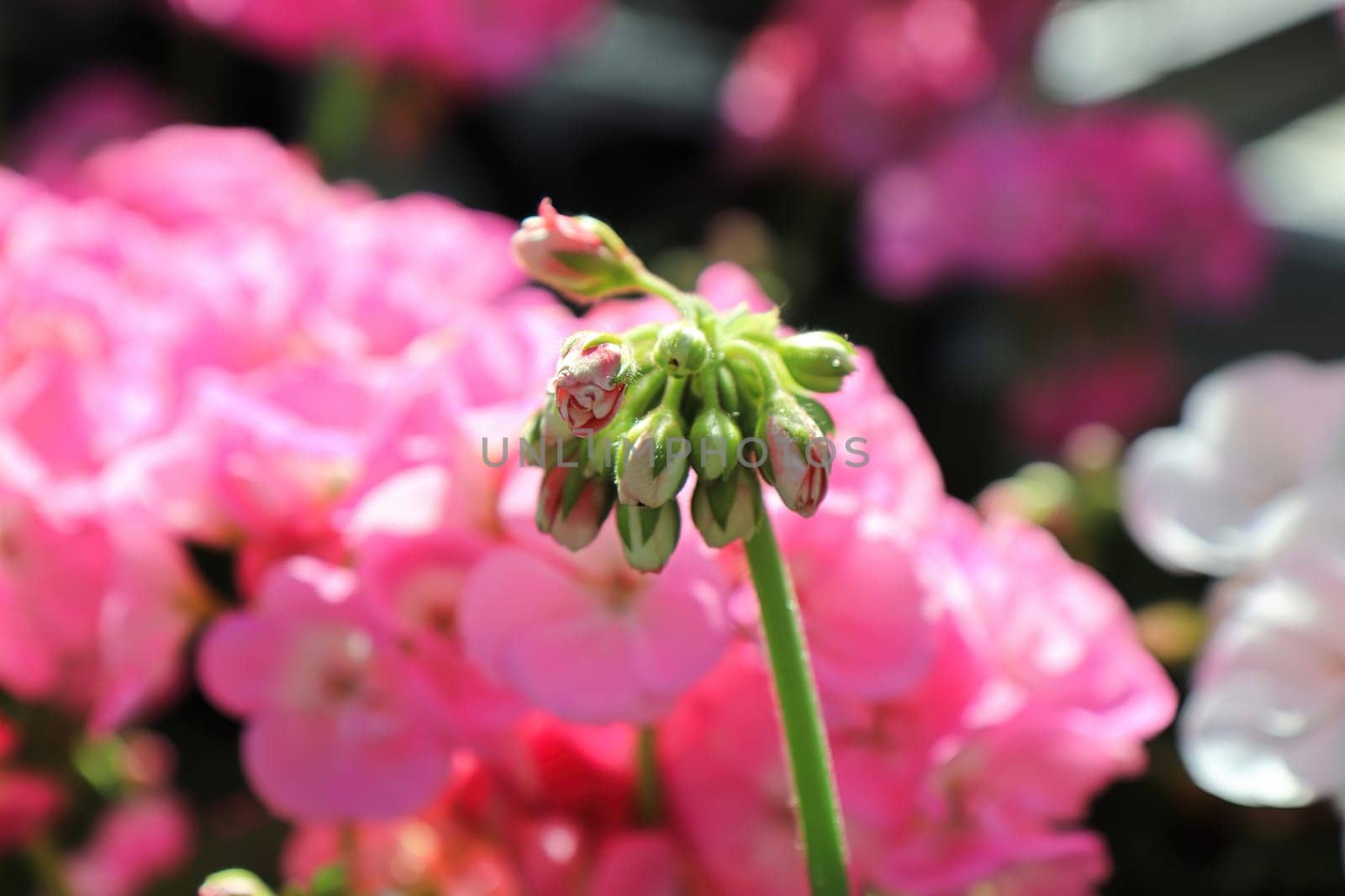 Delicate cluster of geranium buds about to blossom.