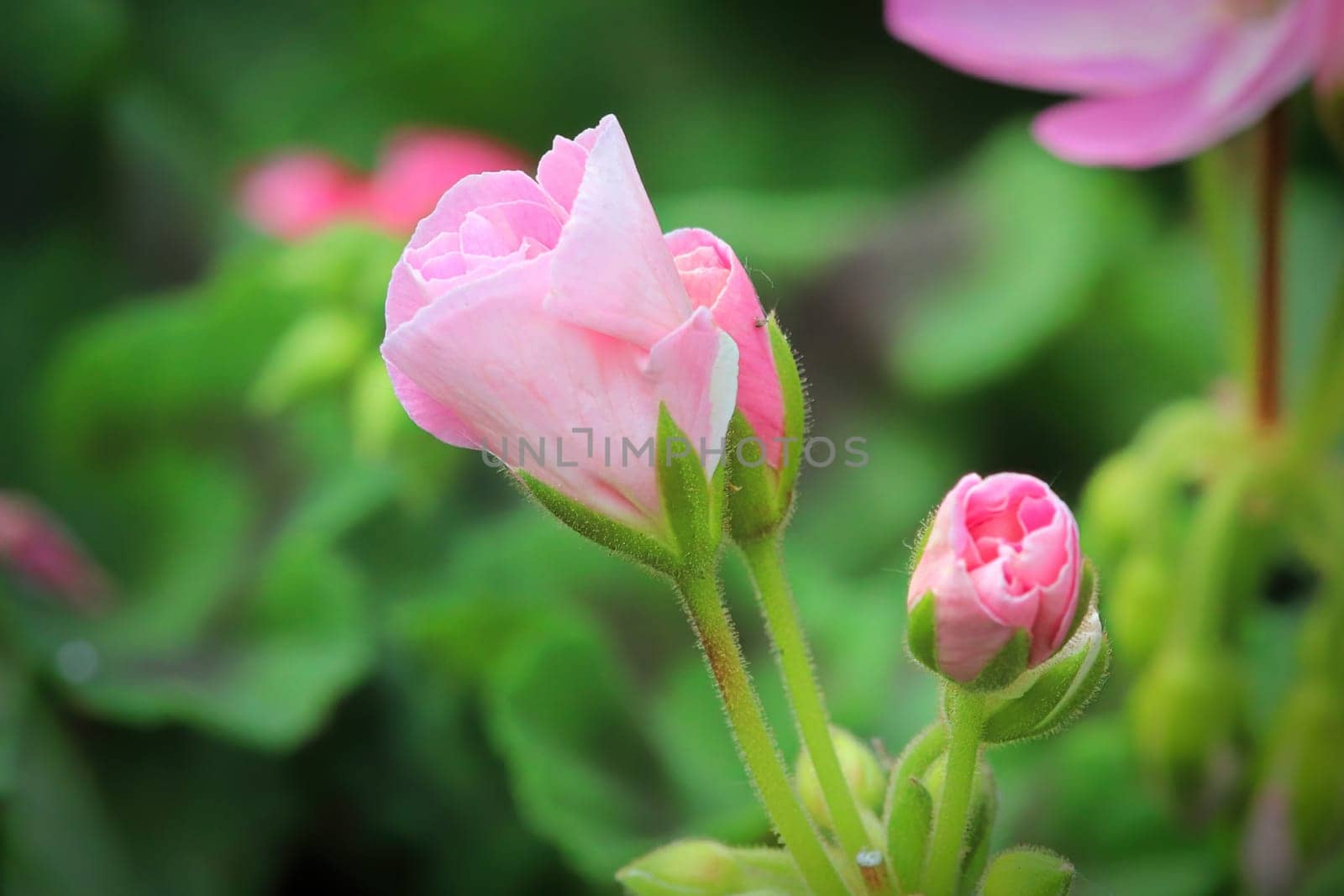 Macro of geranium flowers blooming in spring.