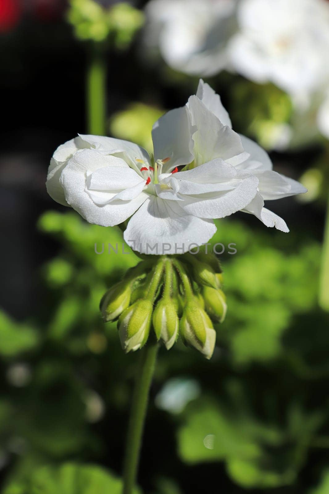 Vertical of a single white geranium in flower.
