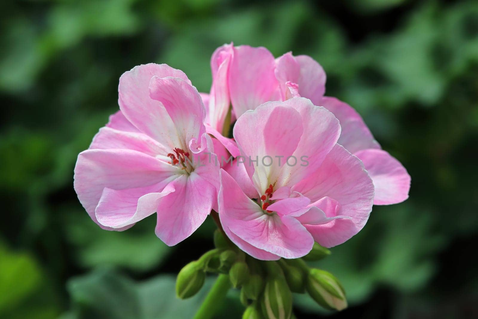 Closeup cluster of pink geranium flowers in bloom.