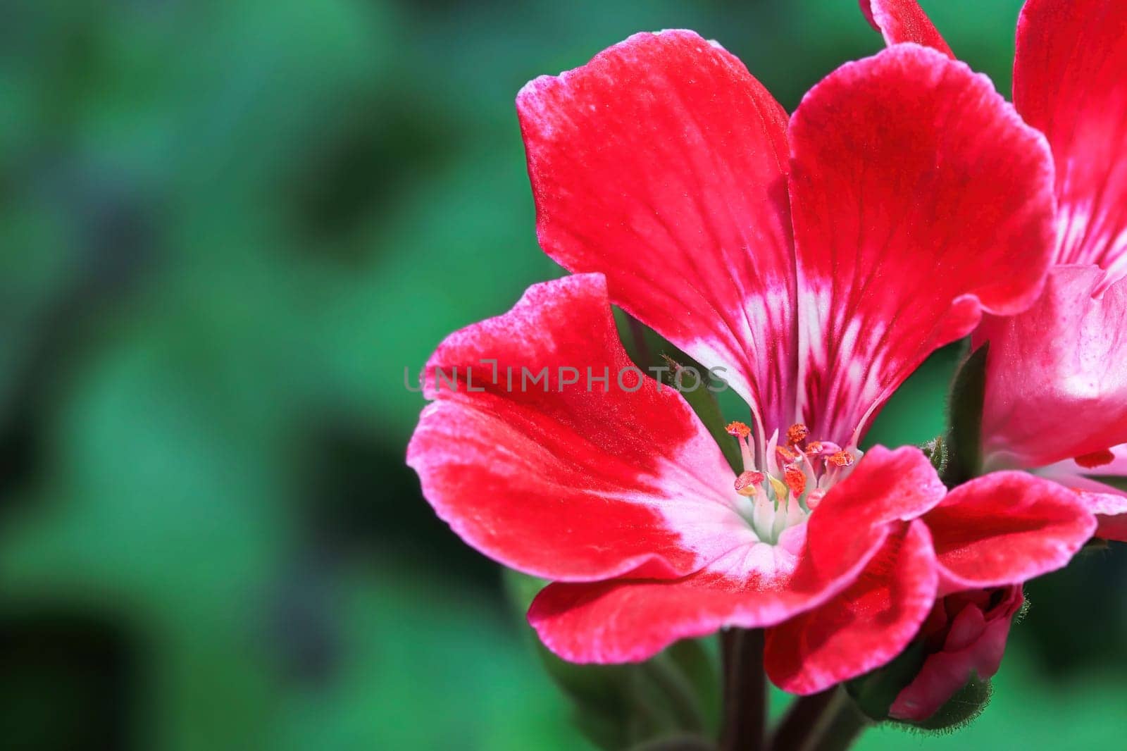 Macro background of a red geranium in bloom.