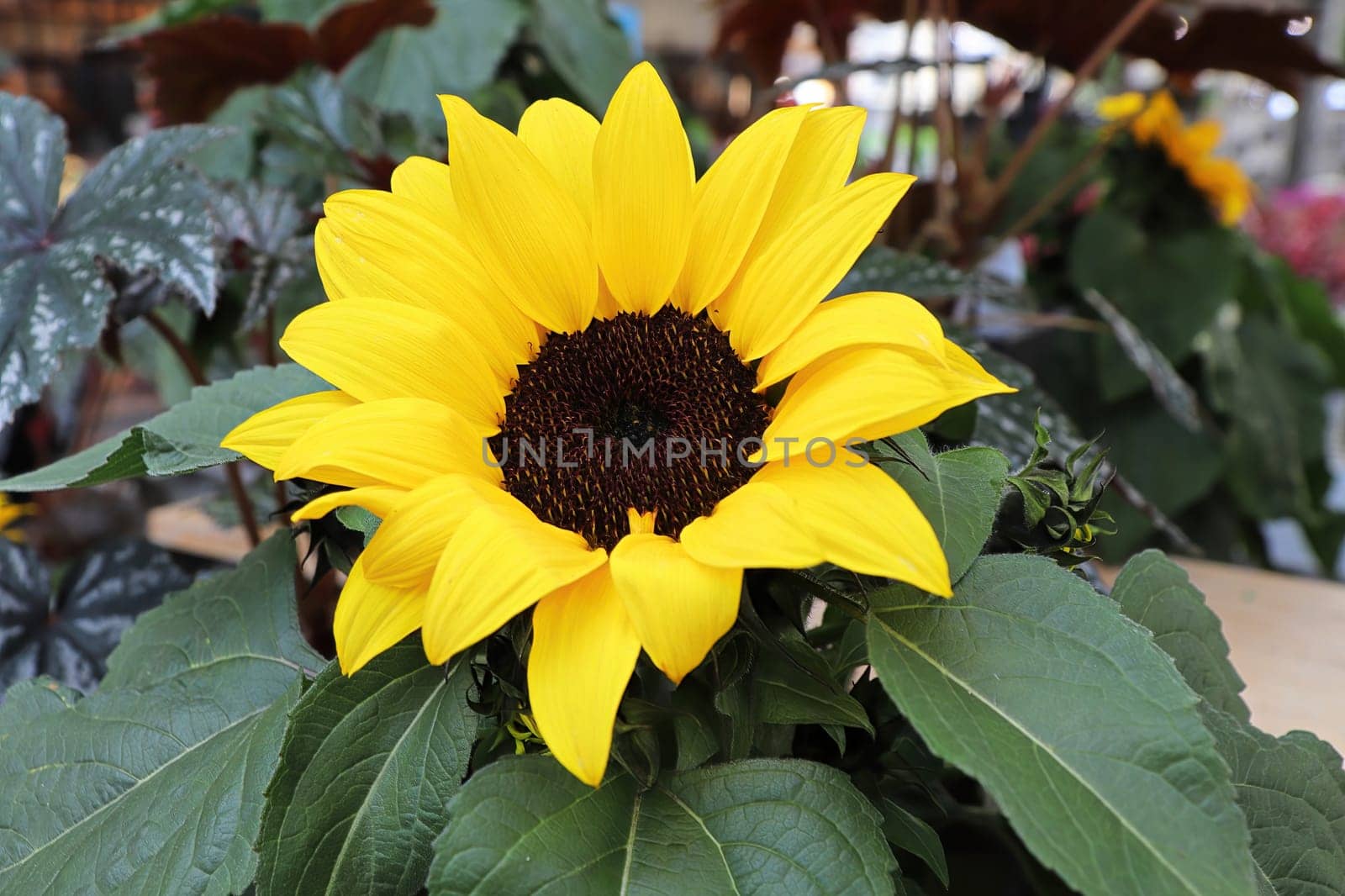 Bright yellow sunflower heads blooming in the fall.