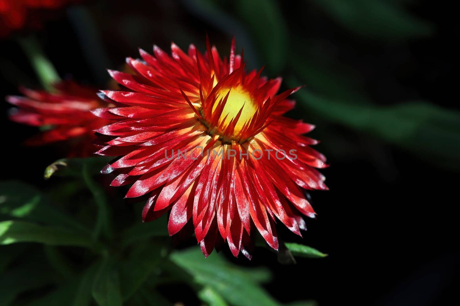 Bright yellow and red stiff petals on a strawflower.
