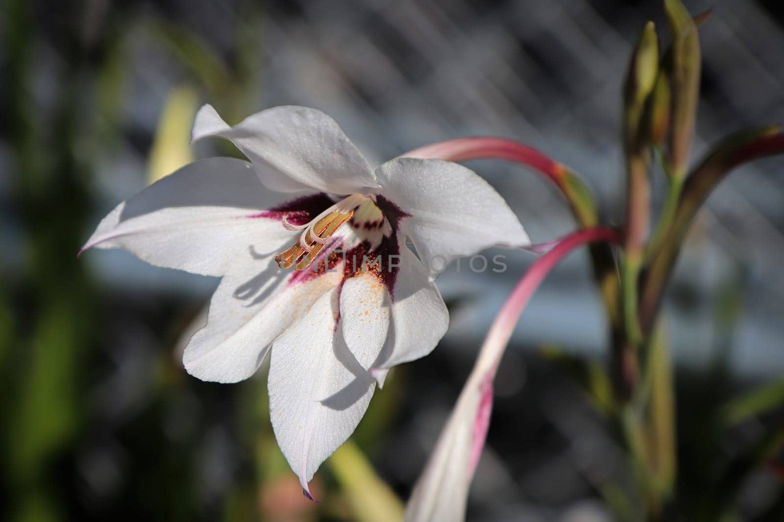White and marroon colors on a Murielae plant.