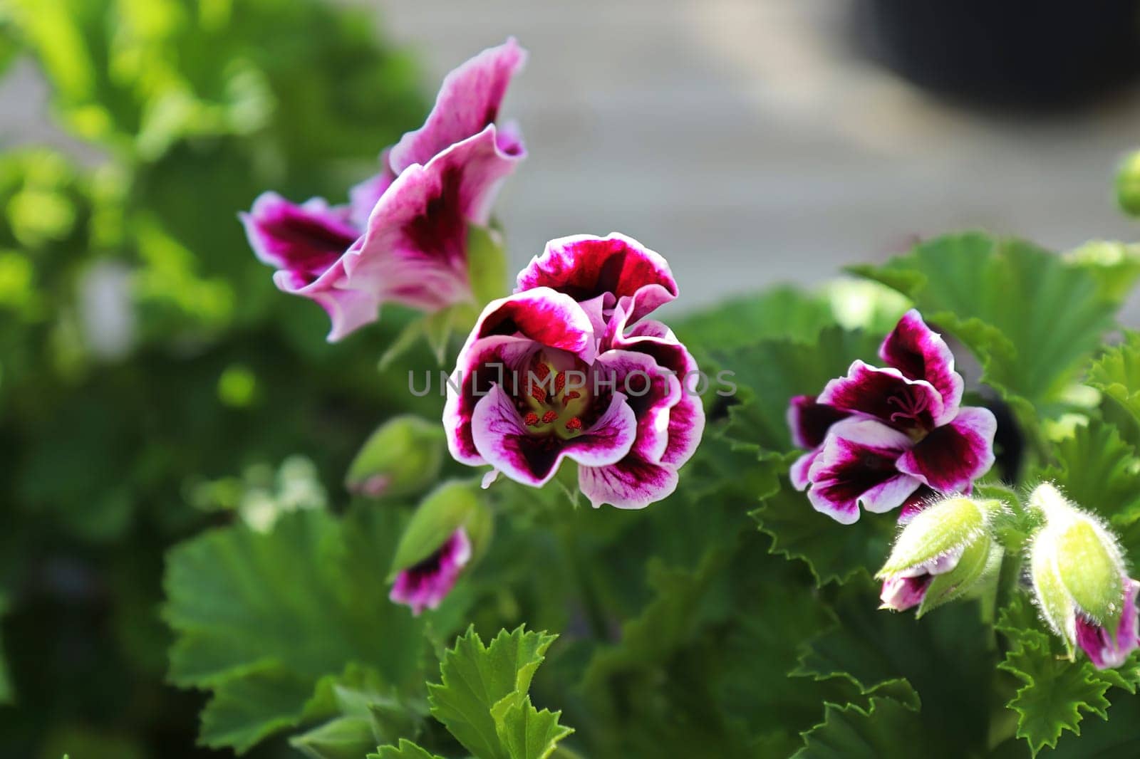Brightly multicolored geranium flowers in bloom.