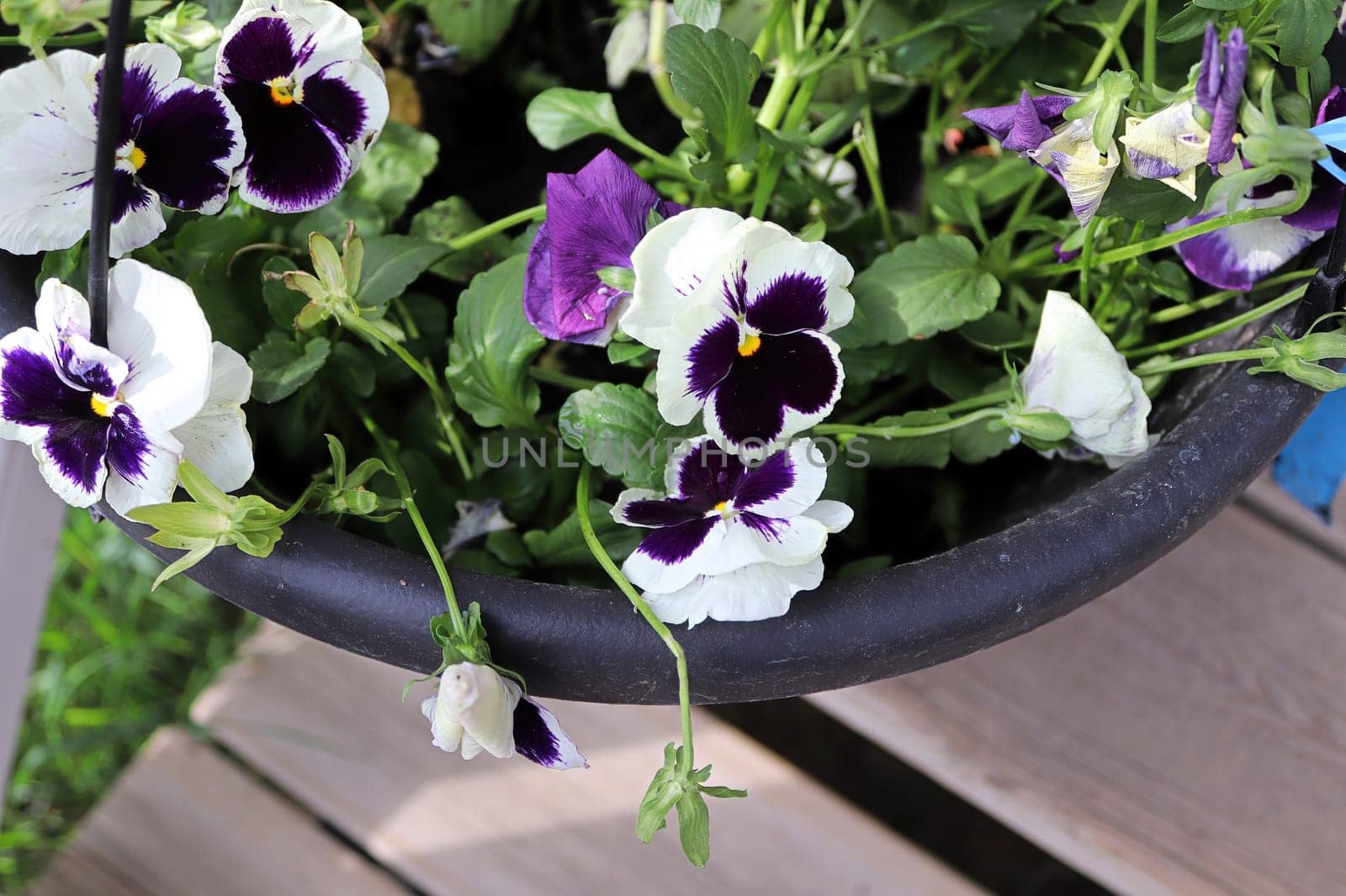 Closeup of purple and white pansies fgrowing in spring.