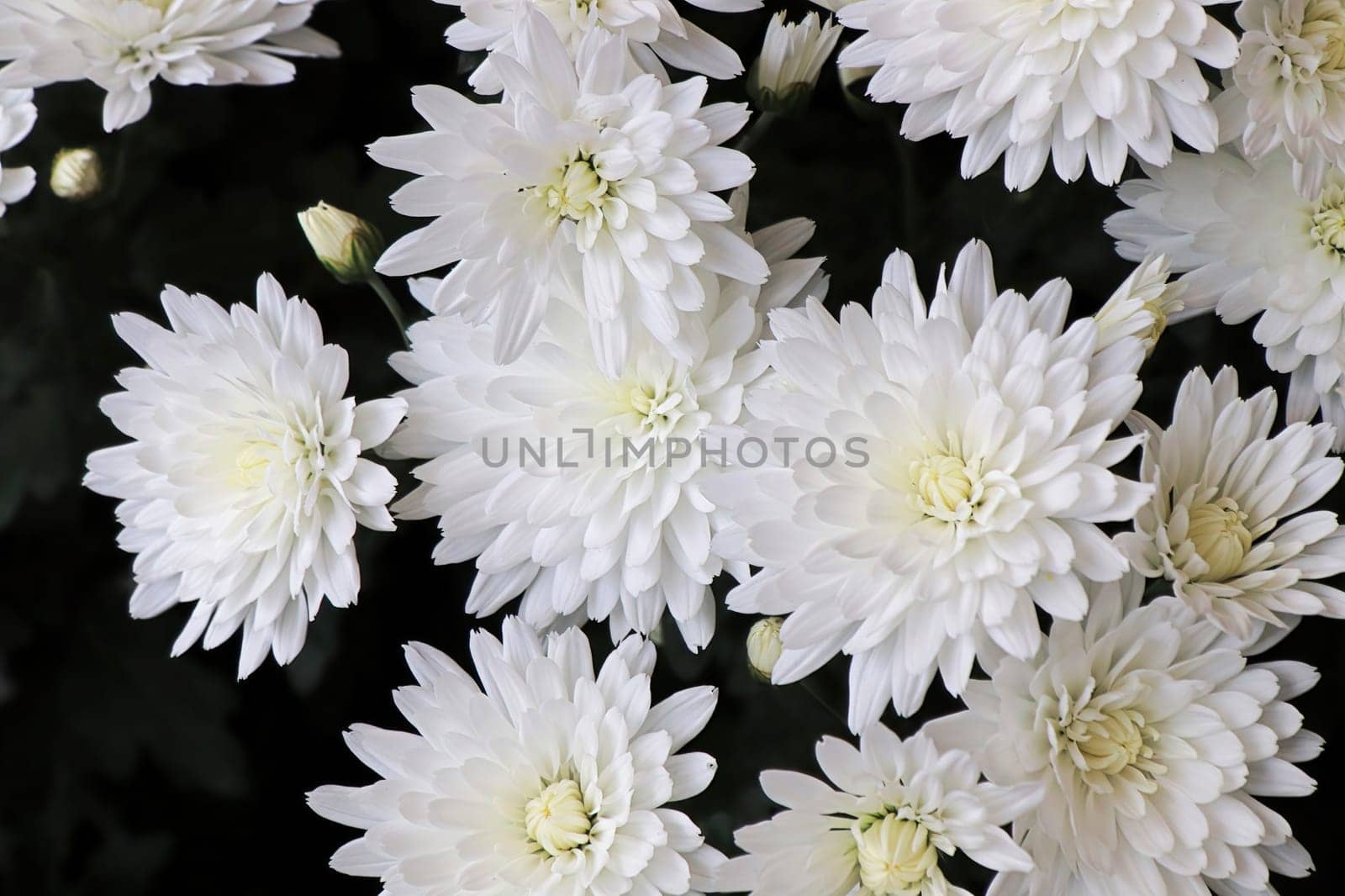 Closeup background of white Mums in bloom.