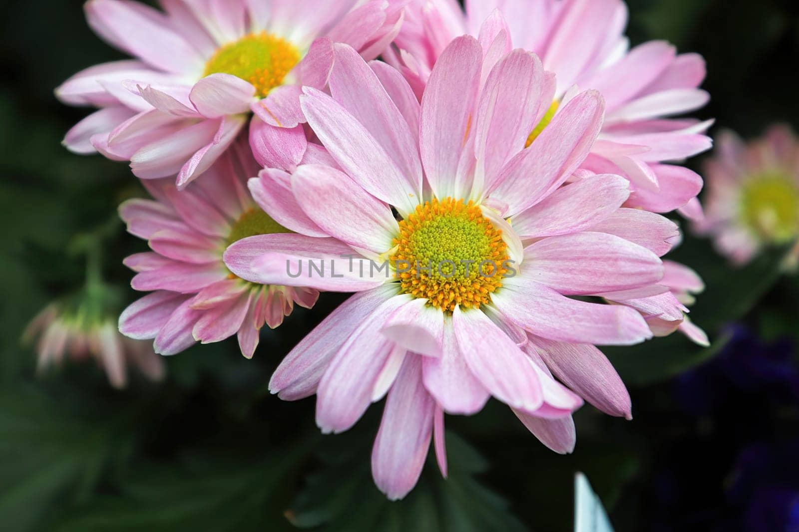 Closeup of pink and yellow Chrysanthemums in bloom.