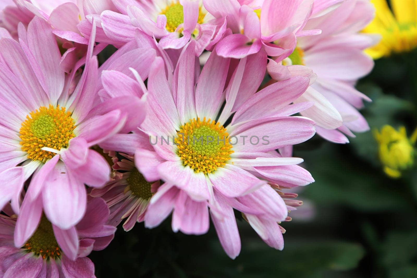 Closeup of pink and yellow Chrysanthemums in bloom.
