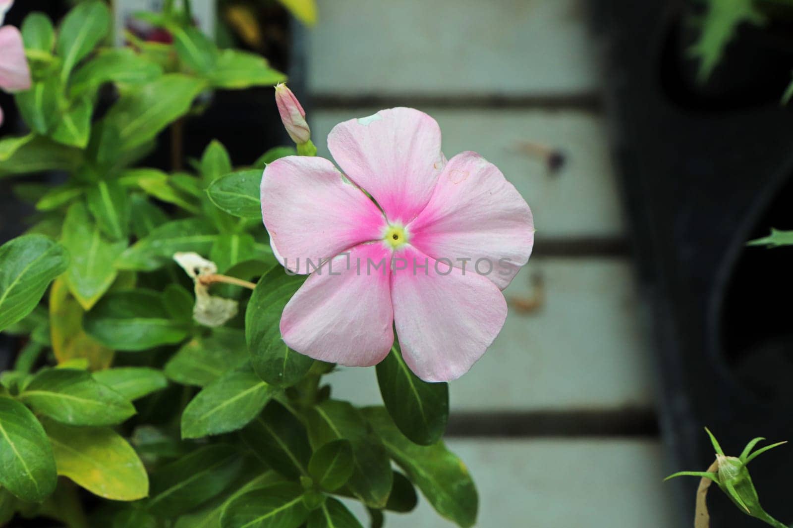 A delicate pink and white periwinkle flower.