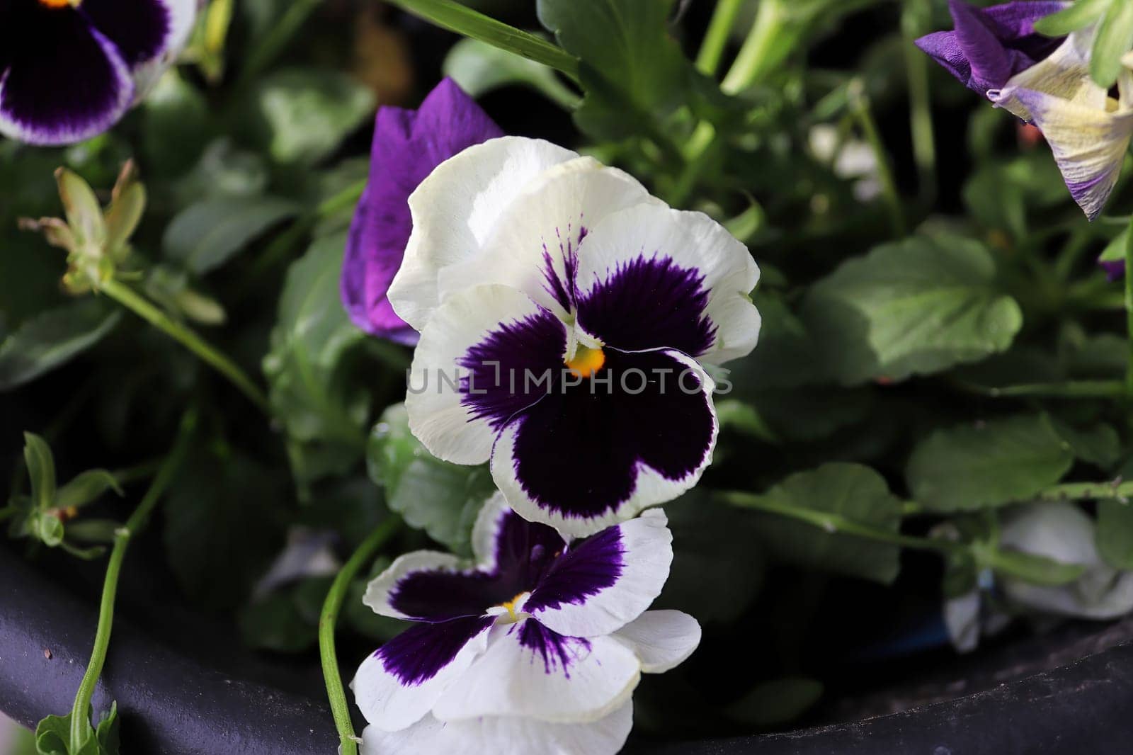 Closeup of purple and white pansies fgrowing in spring.
