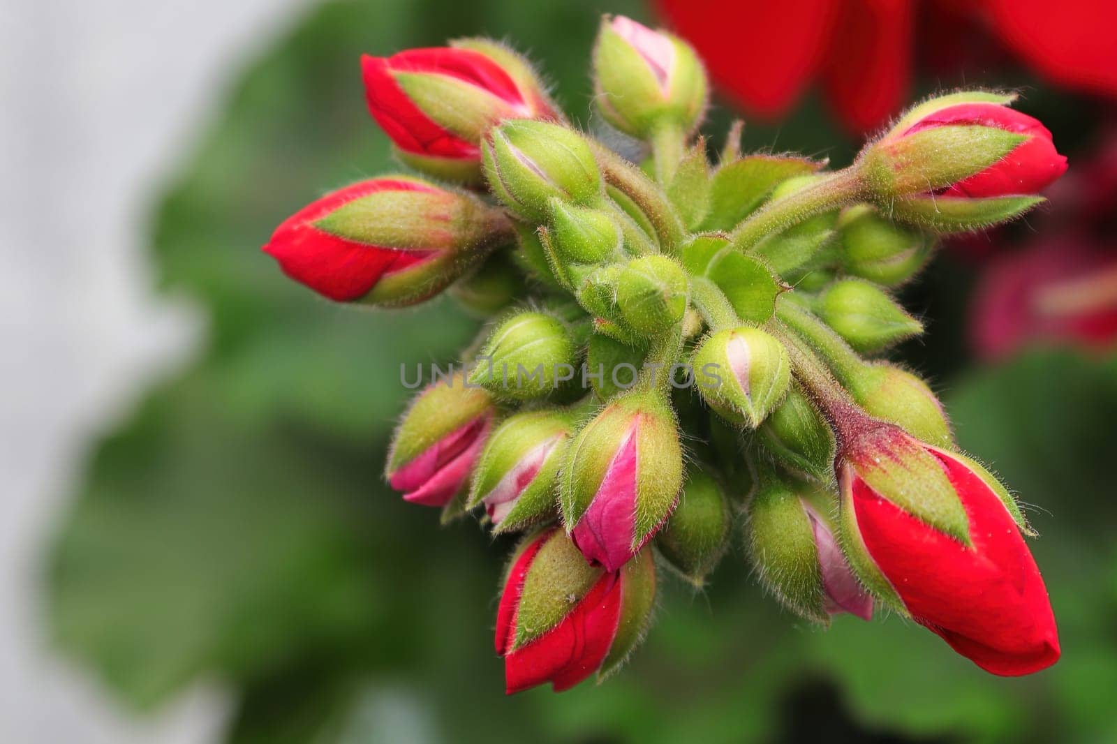 Macro view of geranium buds in a cluster.