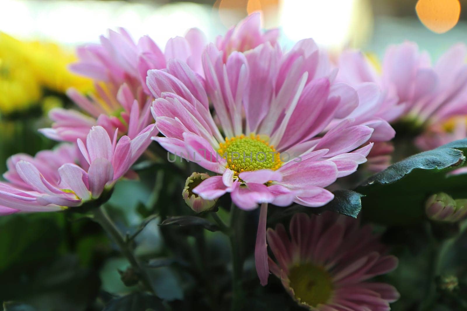 Closeup of pink and yellow Chrysanthemums in bloom.