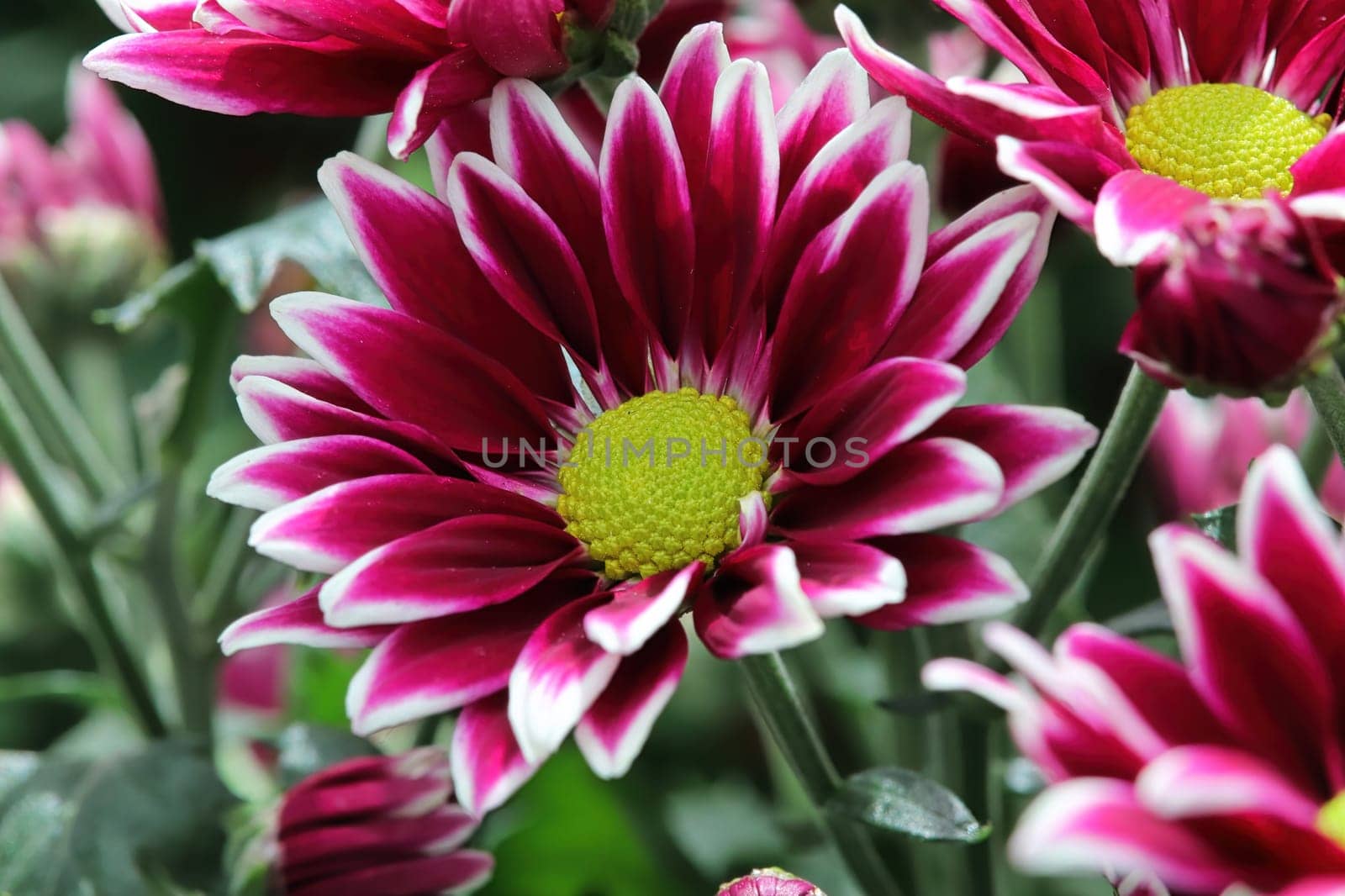 Background of vibrant red and white mums flowering.