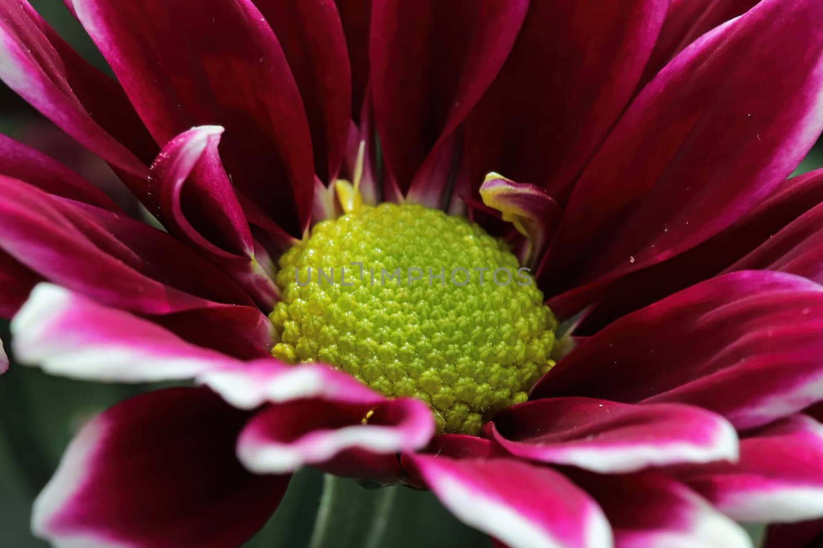 Macro of a red and white mum with a yellow center.