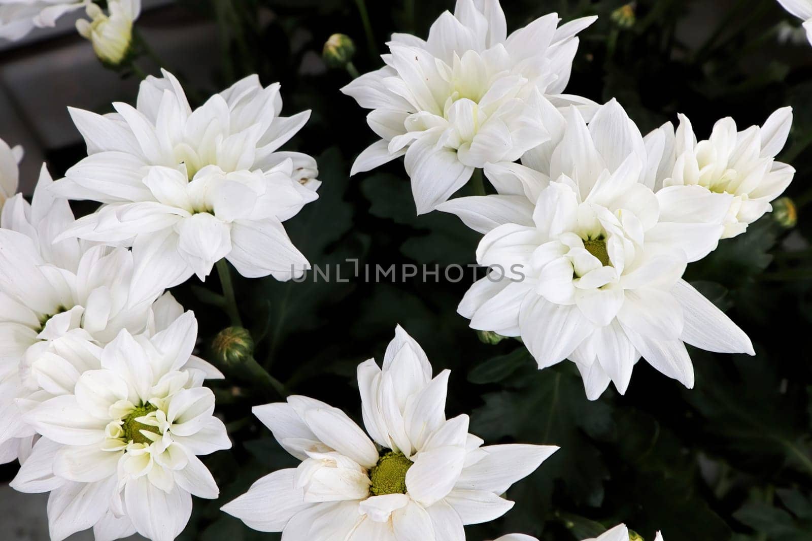 Closeup background of white Mums in bloom.