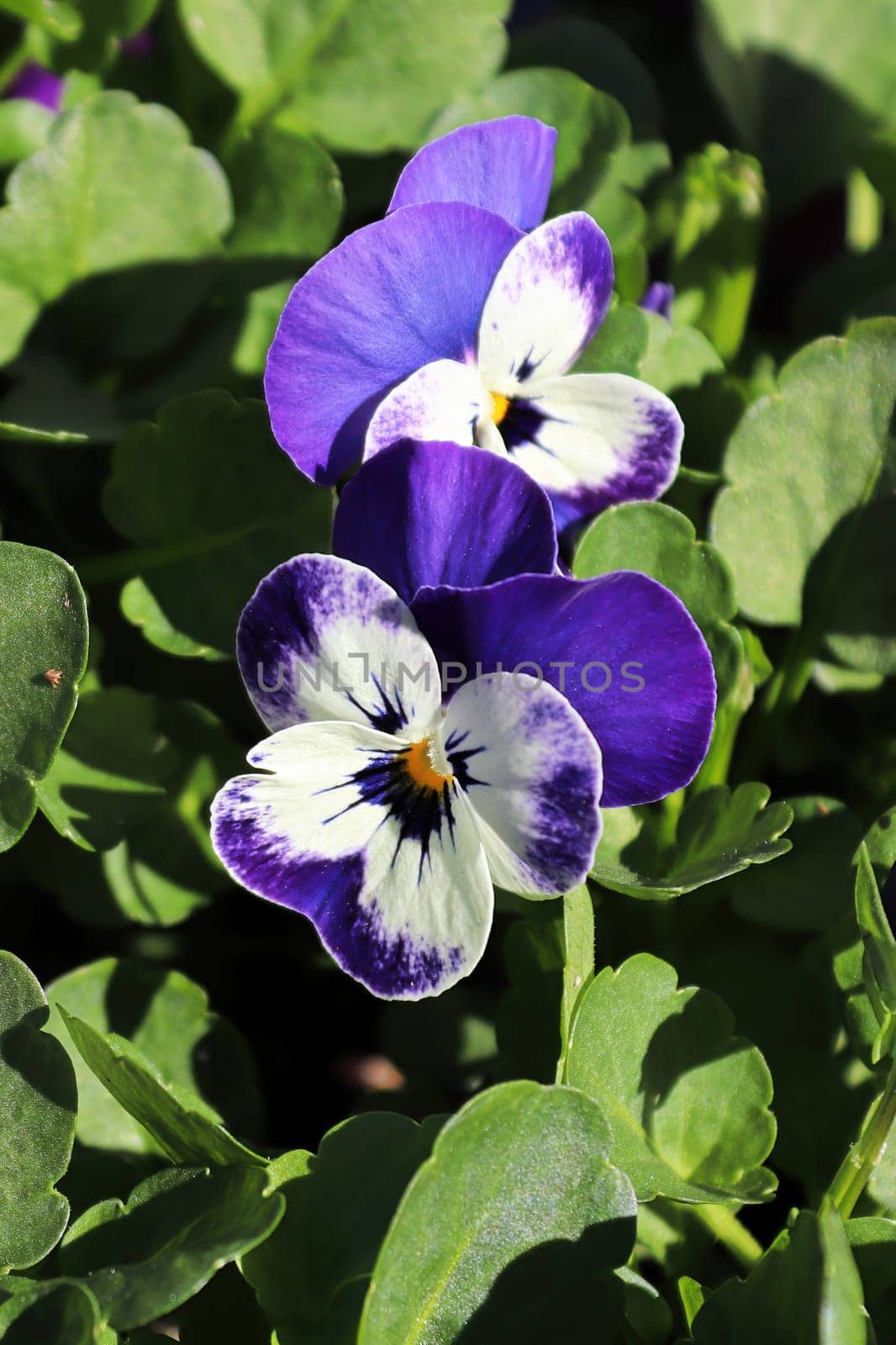 Closeup of purple and white pansies fgrowing in spring.