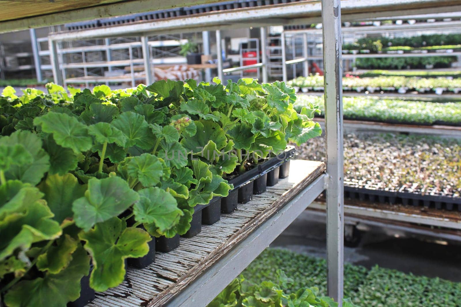 Young geranium plants in trays on a trolly.