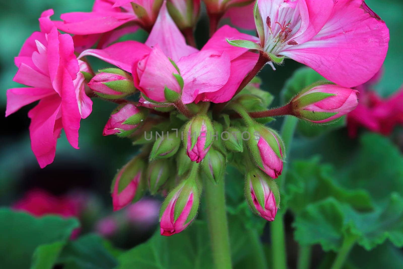 Closeup cluster of pink geranium flowers in bloom.
