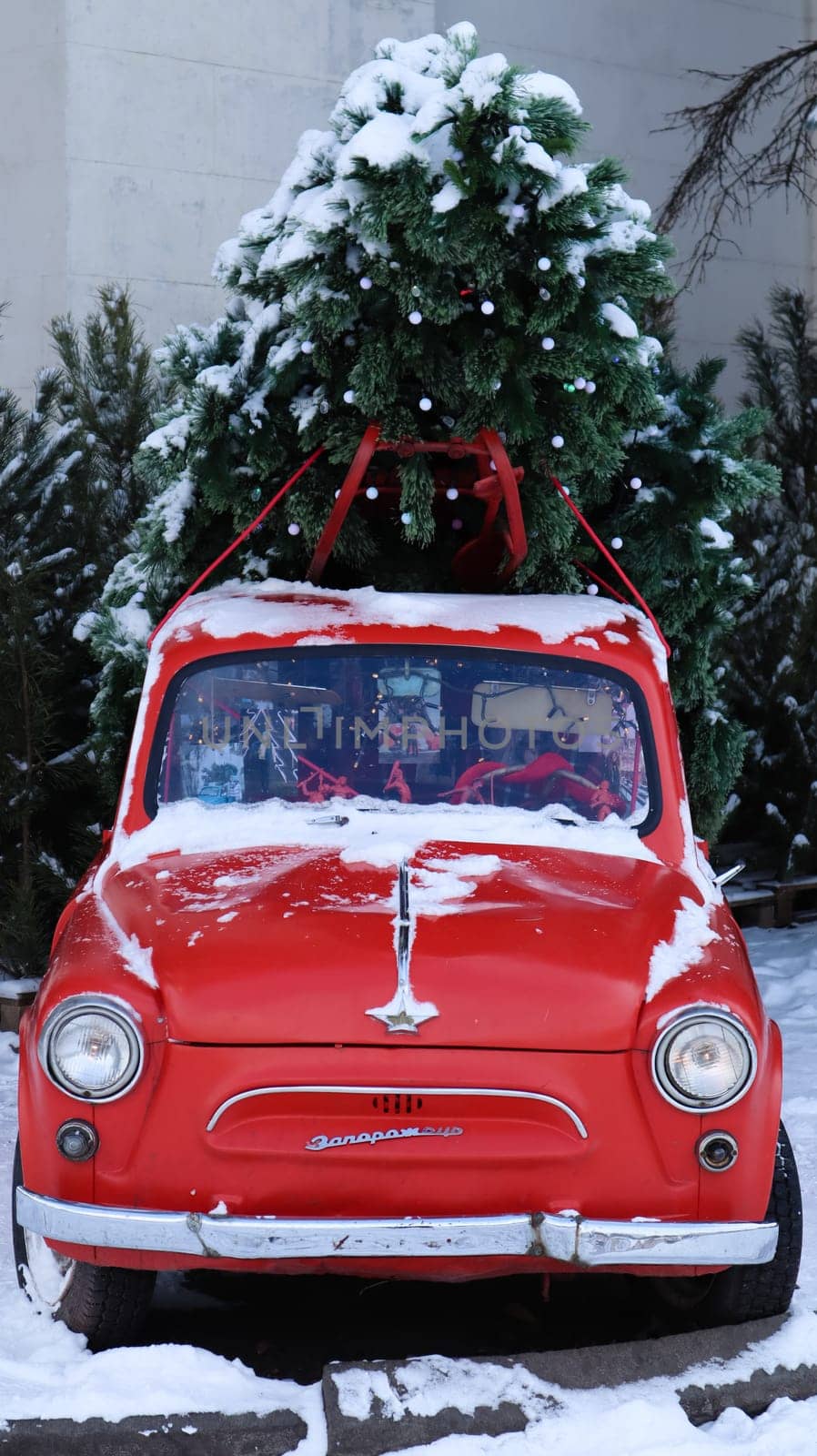 Red small retro car Zaporozhets with a Christmas tree fir tied to the roof. Fresh cut natural spruce for Christmas holiday decoration, family celebration symbol. Ukraine, Kiev - January 16, 2021