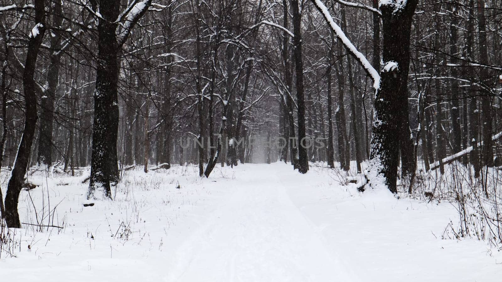 Winter landscape. Snow-covered trail in the city park. Snow covered trees in a winter forest with a road