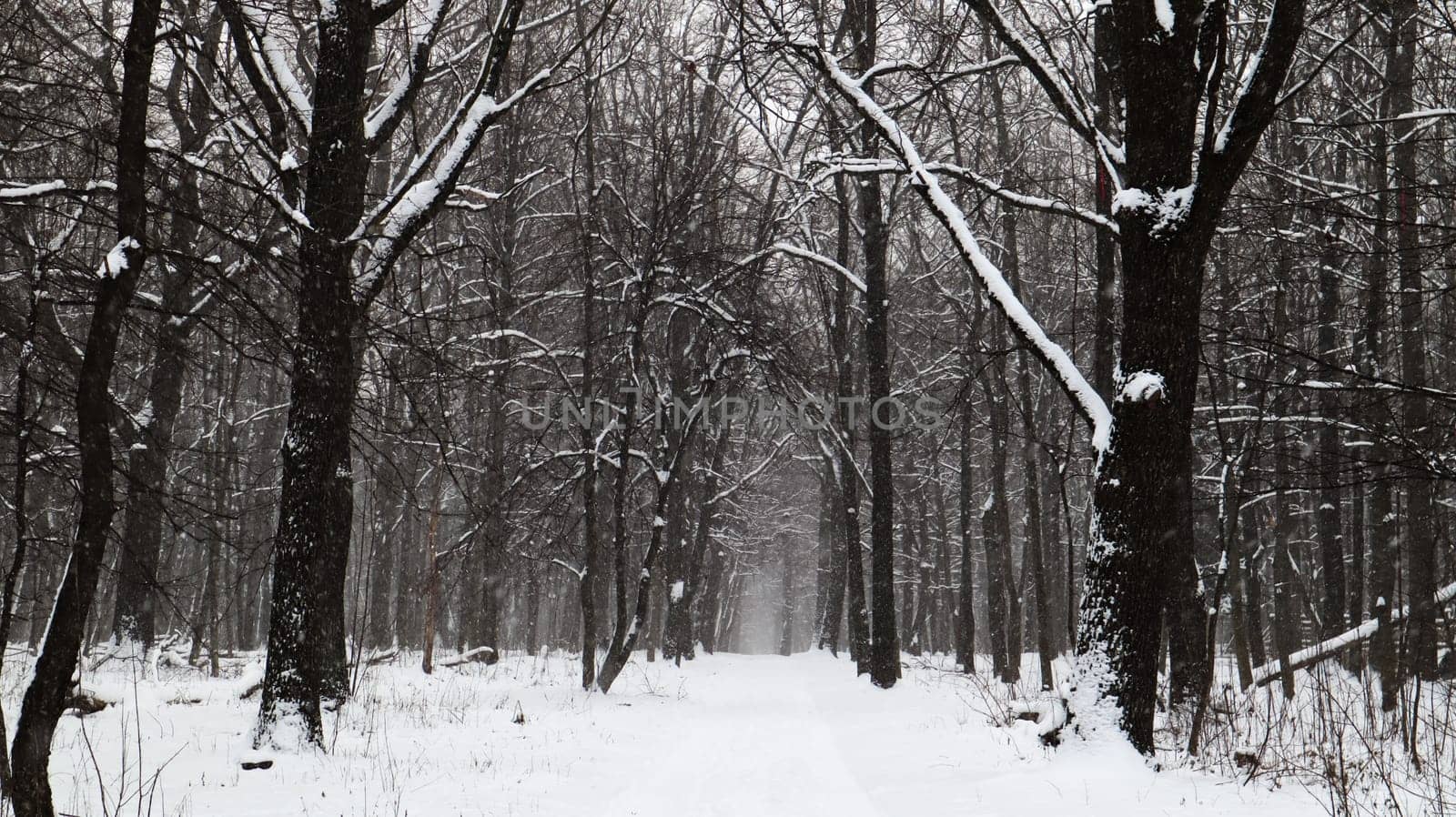 Winter landscape. Snow-covered trail in the city park. Snow covered trees in a winter forest with a road