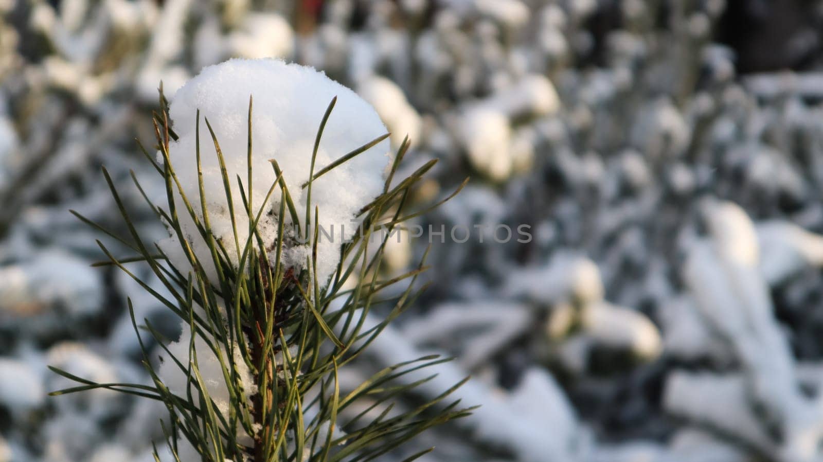 Close-up of a Christmas tree with light snow flakes. The branches of the Christmas tree are covered with snow, natural spruce. Winter background