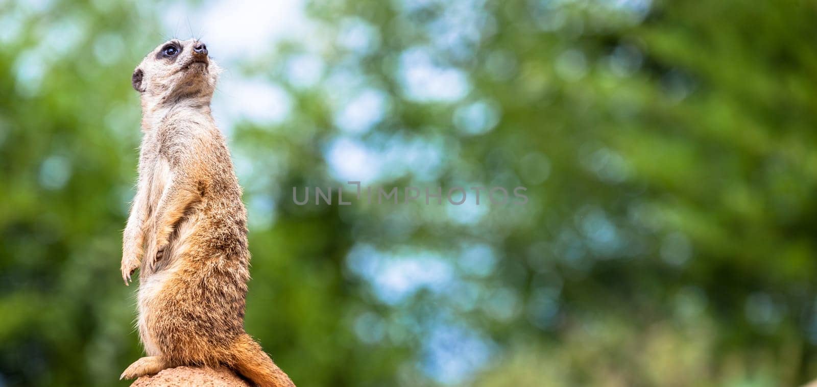 The meerkat attitude is the best surveillance system. He controls the territory and provide protection for the group. Useful for concept of security, alert and vigilance.