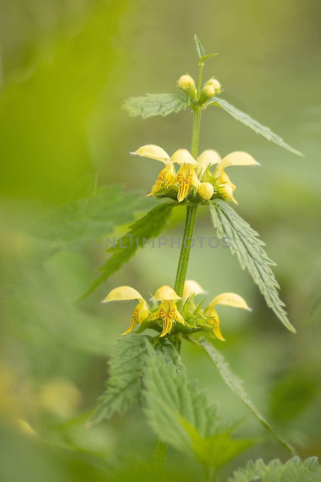 gold nettle with yellow blossoms
