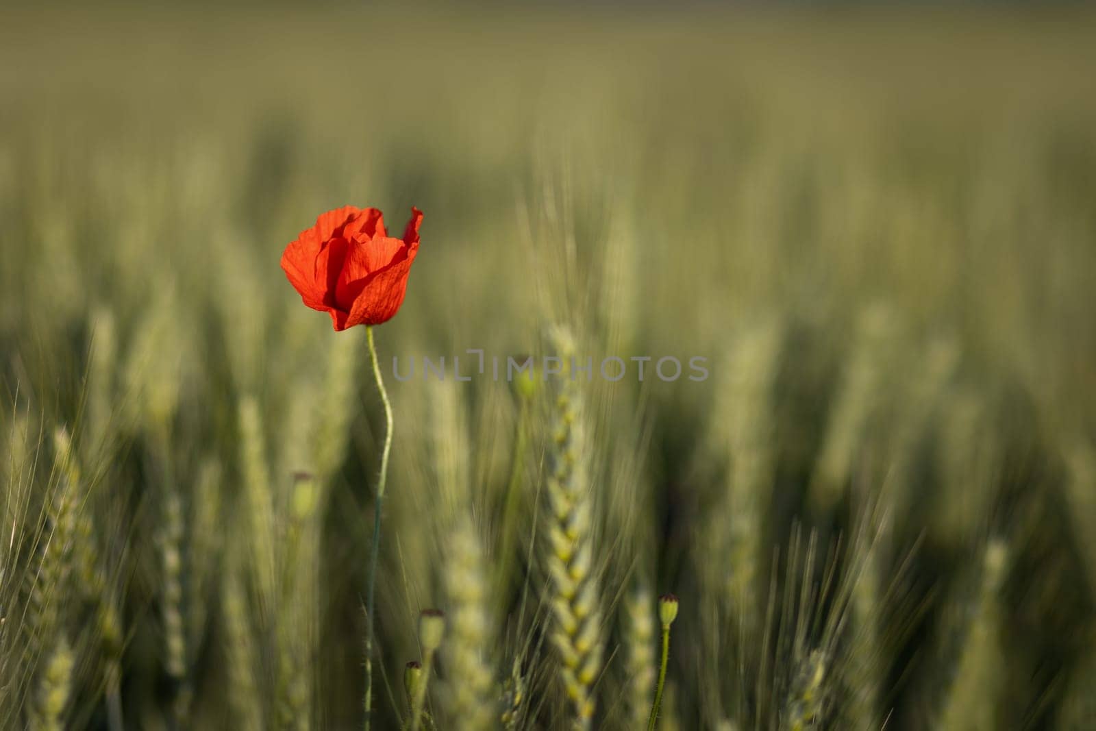 poppy flower in barley field