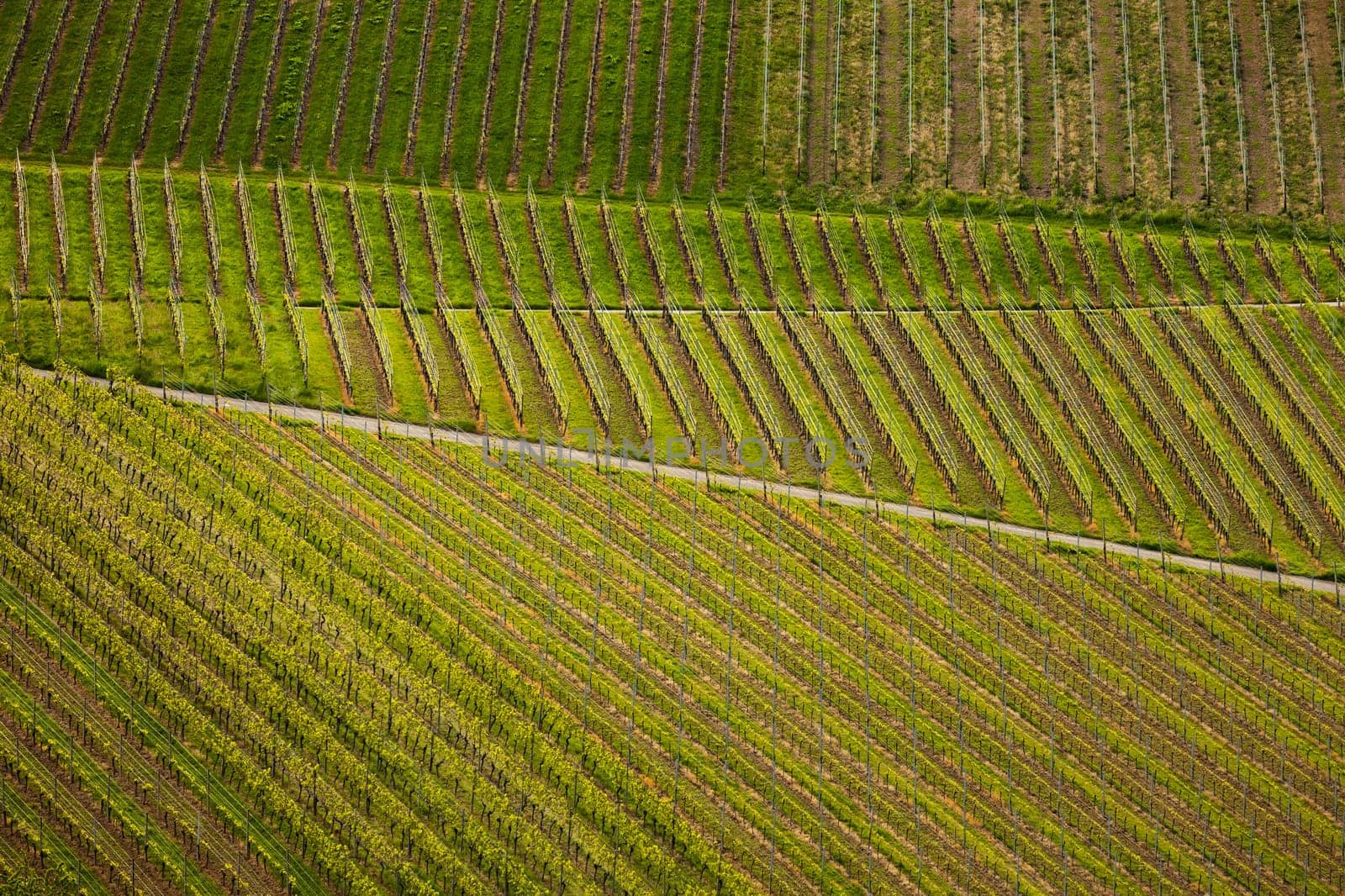 Reblandschaft
