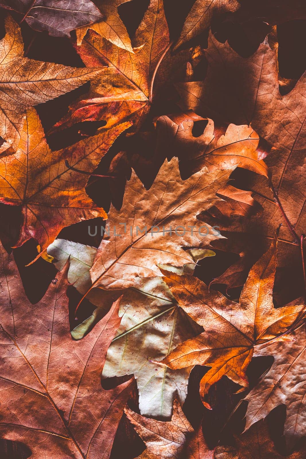 Dried autumn leaves as background