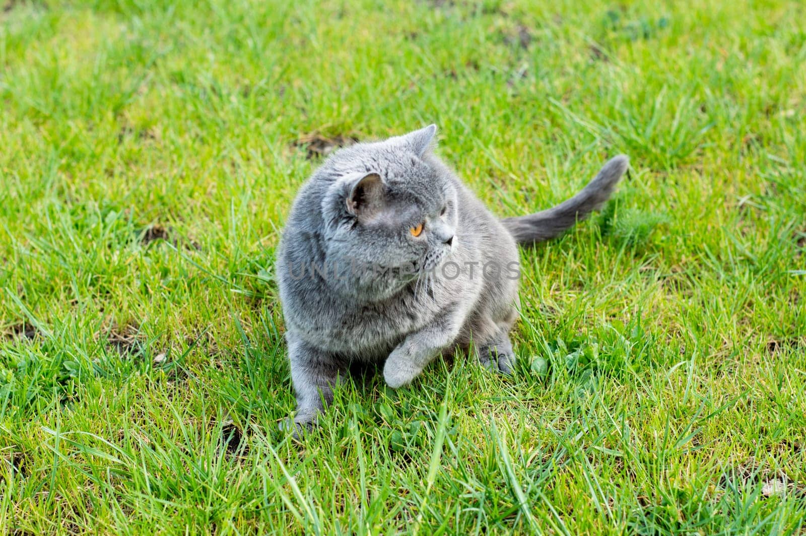 Scottish blue cat on the green grass, the theme of domestic kittens