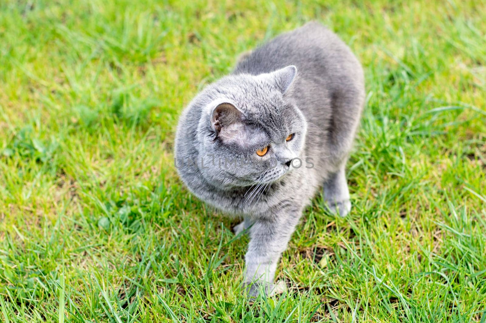 A Scottish cat walks in a green meadow, the theme is domestic cats