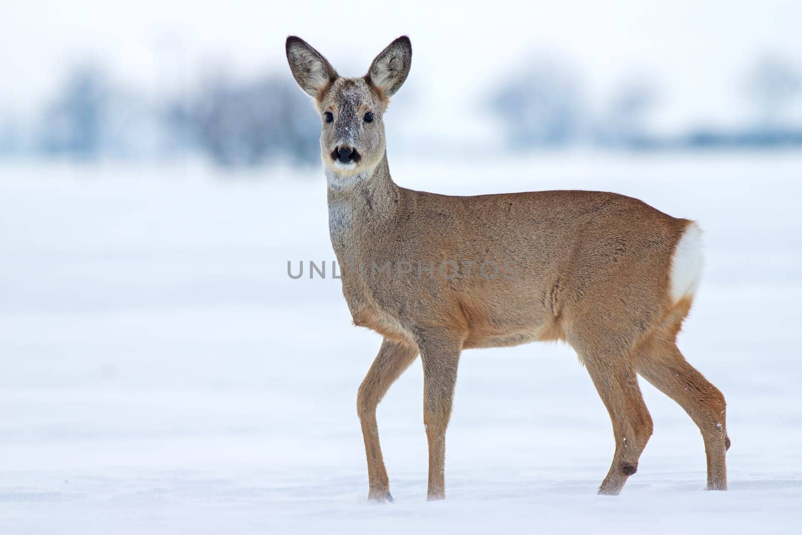 Roe deer Capreolus capreolus in winter. Roe deer with snowy background. Wild animal with snowy trees on background.
