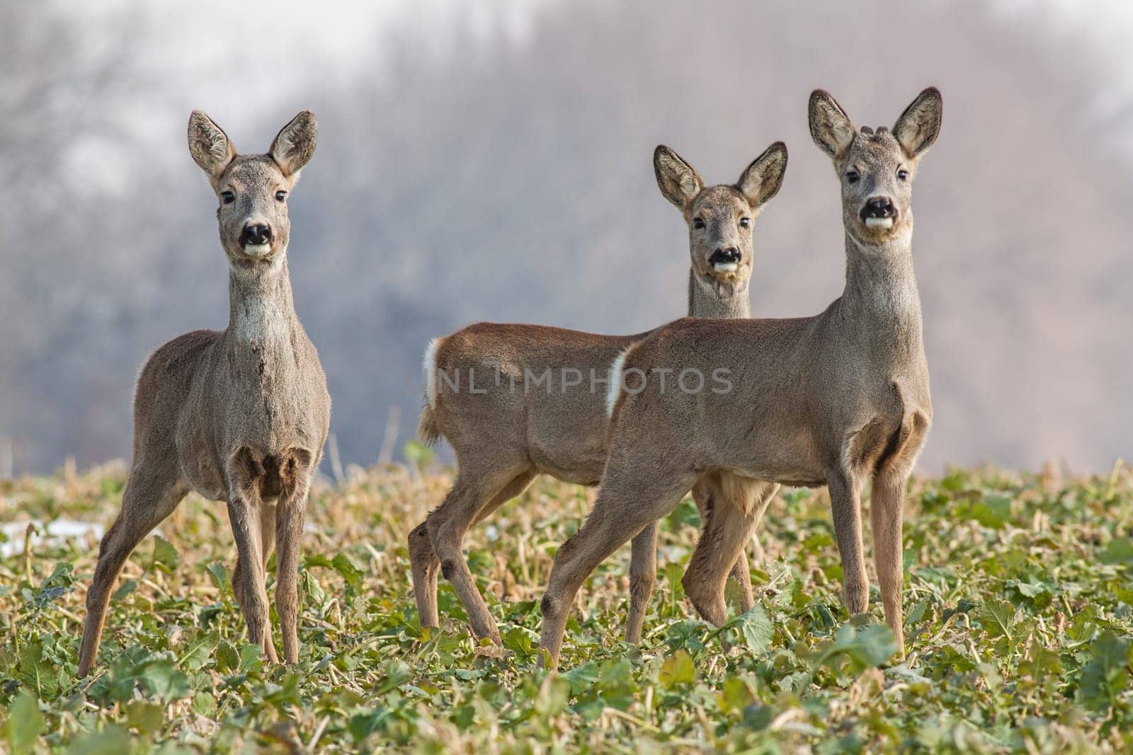 Roe deer, capreolus capreolus, herd in spring. Three wild animals watching curiously towards camera. Cure deer family.