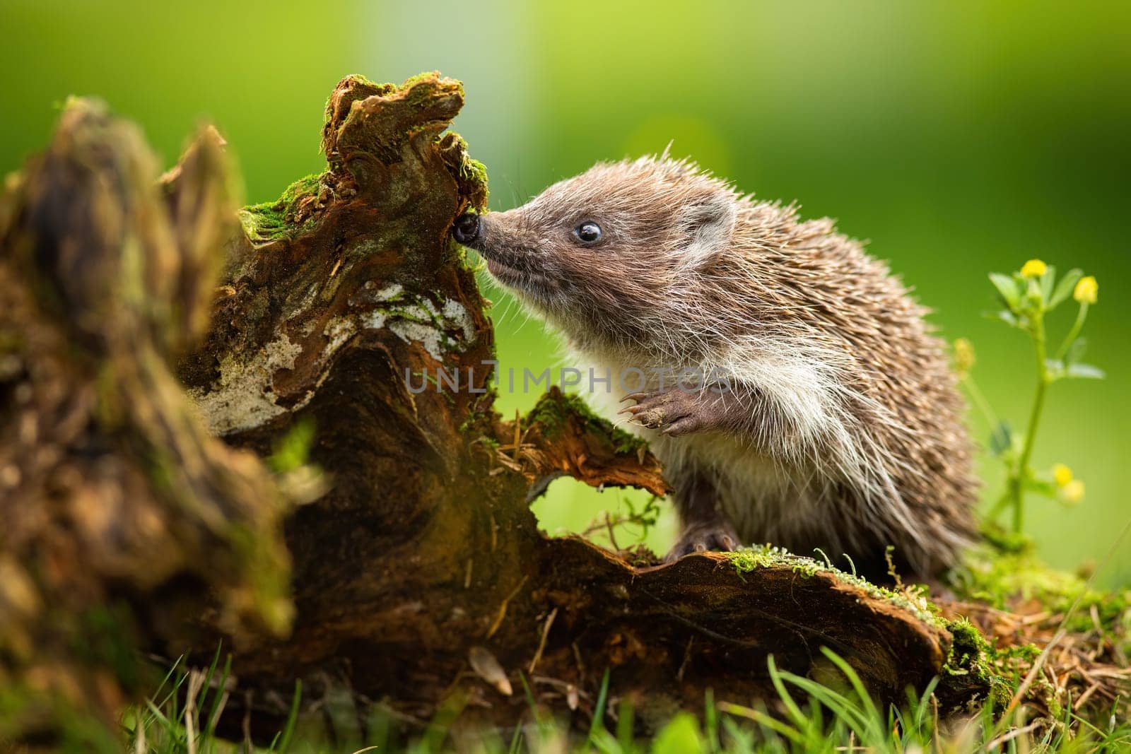 Cute young northern white-breasted hedgehog, erinaceus roumanicus, climbing stump and sniffing with snout on green meadow in summer nature. Adorable young baby animal.