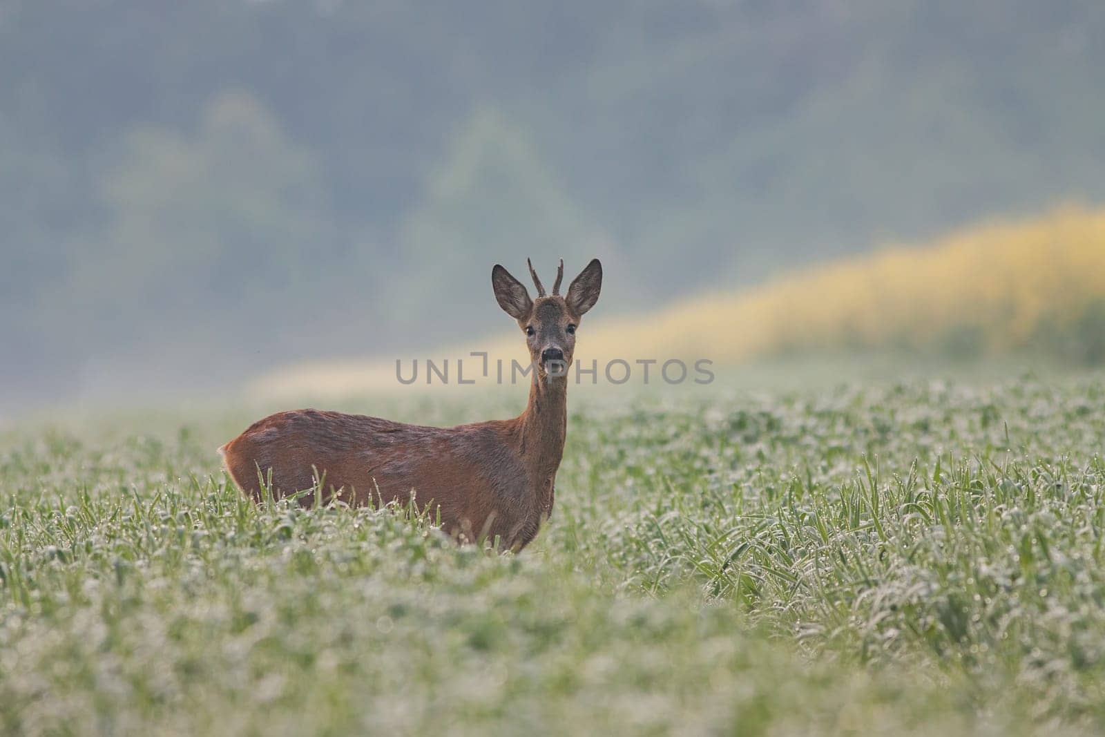 Roe dee, capreolus capreolus, buck in the field covered in dew water drops. Young male wild animal with antlers in wet grass. Morning atmosphere of mist and fog in nature.