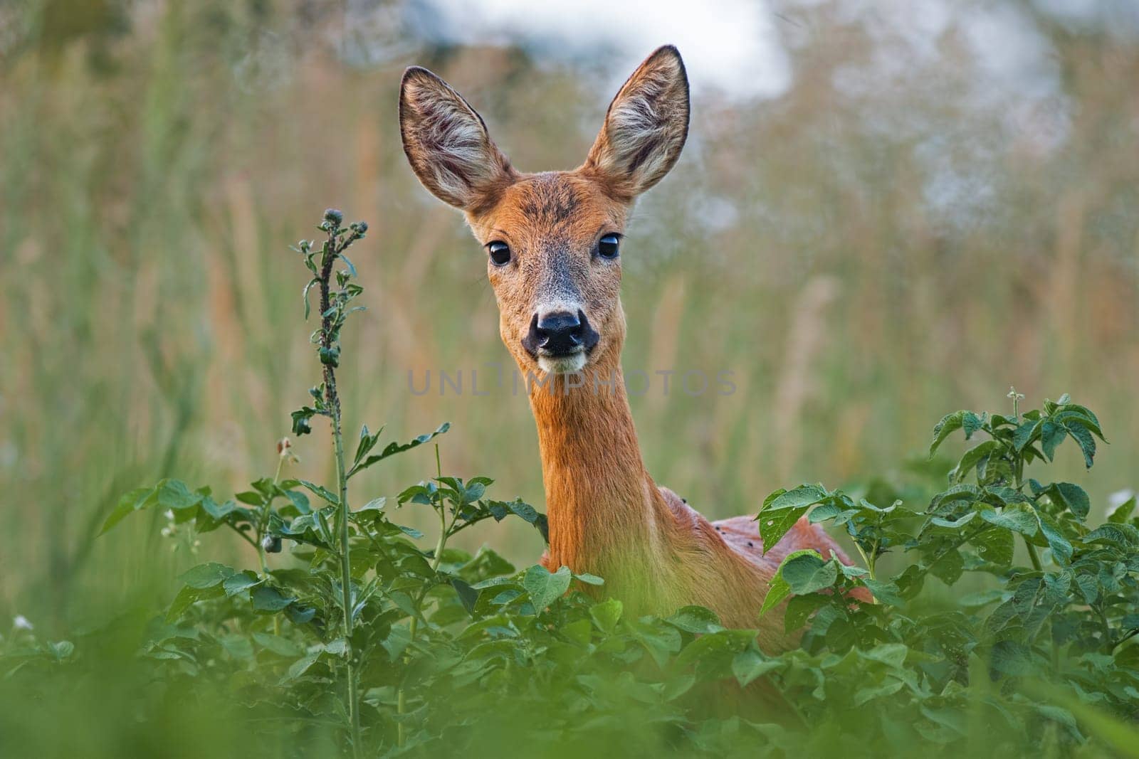 Portrait of roe deer doe female in summer. Close-up of wild animal with fresh colors.