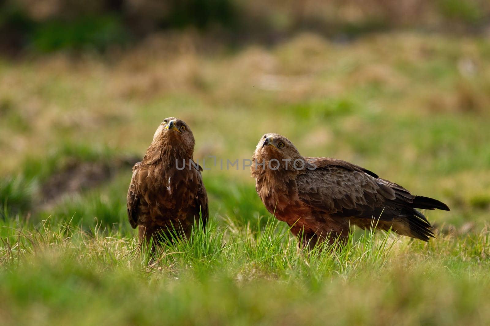 Two lesser spotted eagles, clanga pomarina, looking upwards on a glade with green grass in wilderness. Couple of wild bird observing sky. Animal wildlife in nautre.