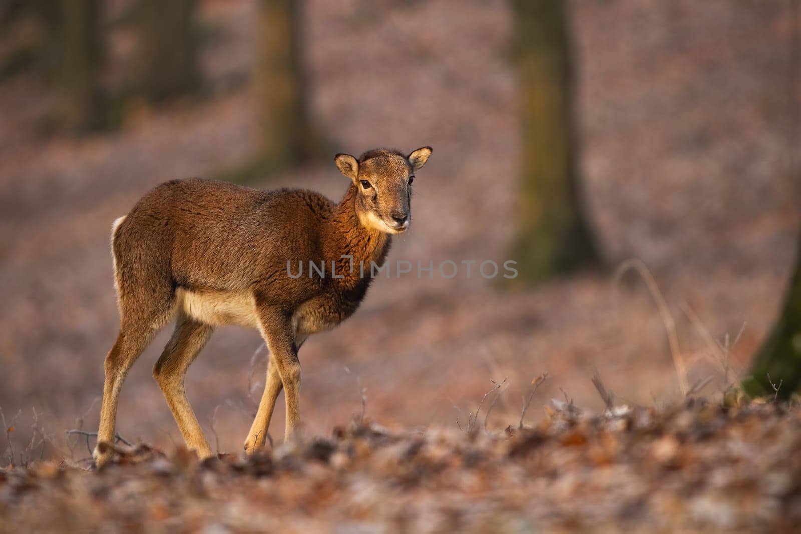 Female mouflon, ovis orientalis, walking in forest in autumn sunlight. Wild sheep moving in woodland in fall sunset. Brown mammal marching on leaves in golden light.