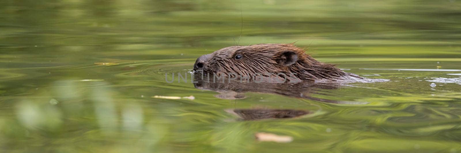 Eurasian beaver, castor fiber, swimming in water in springtime nature. Brown rodent peeking out of lake in spring. Aquatic mammal floating in green river.