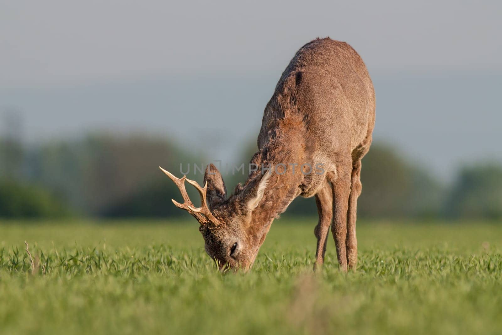 Roe deer grazing in a field. Roe deer in a spring amidst field full of saffron. Roe deer wildlife. Roe deer in winter coating