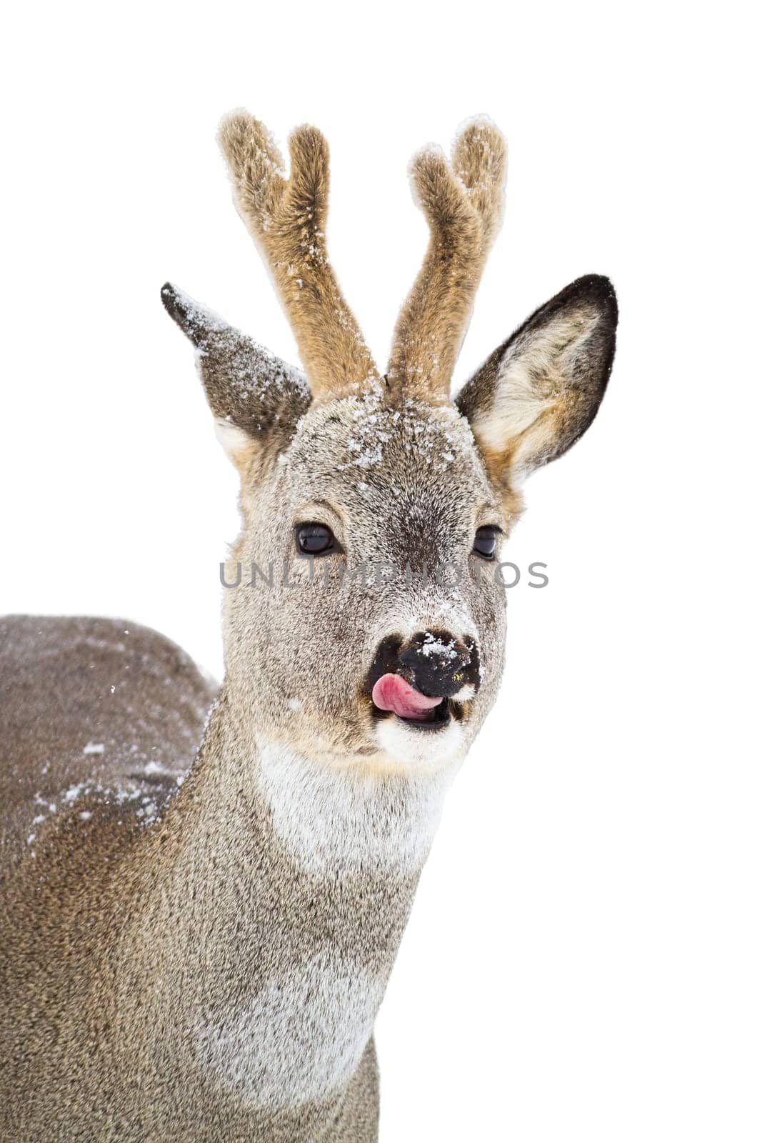 Roe deer, capreolus capreolus, licking in winter isolated on white background. Roebuck with snowy head looking cut out on blank. Wild antlered mammal in wintertime with copy space.